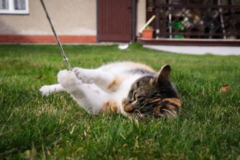Little cat tirelessly plays with the string with his claws. Felis catus domes Stock Photos
