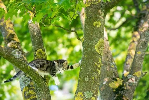 Little cat in the tree Stock Photos