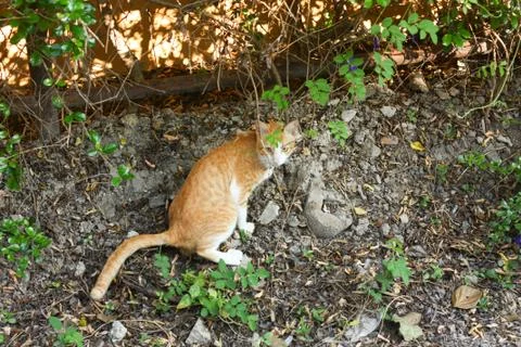 A little cat under the tree Stock Photos