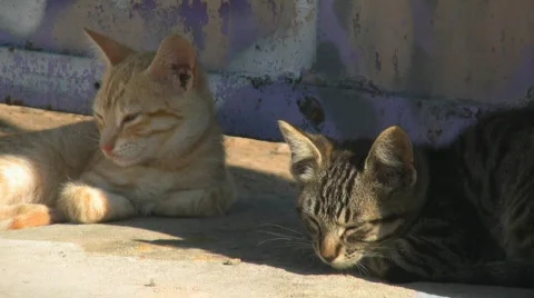 Little cats Stock Footage