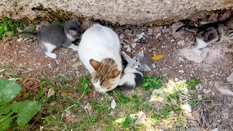 Little cats Stock Footage 244381205