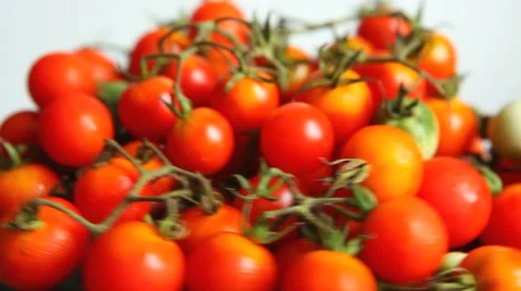 Little cherry tomatoes Stock Footage 66515591