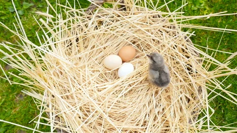 Little chick in a basket with eggs. The camera is lowered down. Close-up Stock Footage 91444501