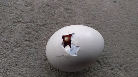 Little chick breaking egg shell to enter in this world Stock Footage 126081484