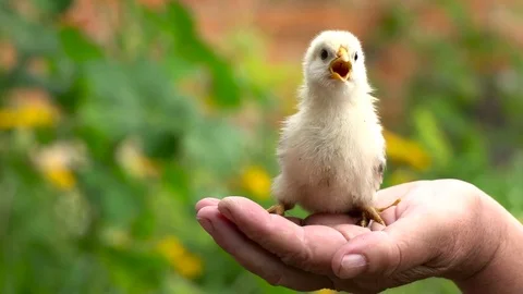 Little chick chirps in the elderly woman's hand Stock Footage 81652037