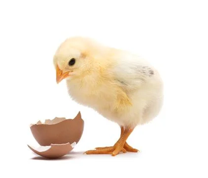 Little chick with egg shell isolated on white background Stock Photos