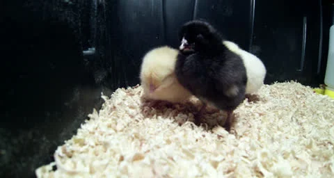 Little chick gets picked up 2 Stock Footage 25498907