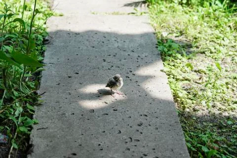 Little chick in glory Foto stock
