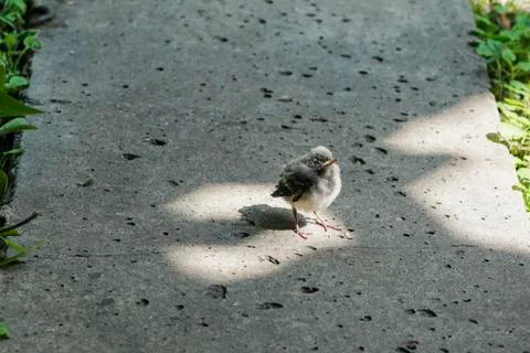 Little chick in glory Foto stock