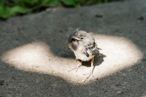 Little chick in glory Stock Photos