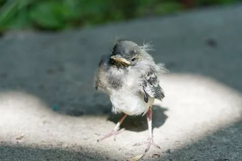 Little chick in glory Stock Photos