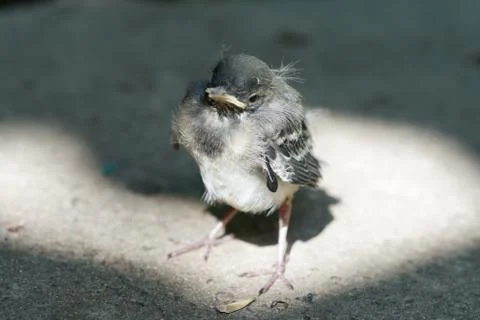 Little chick in glory Stock Photos