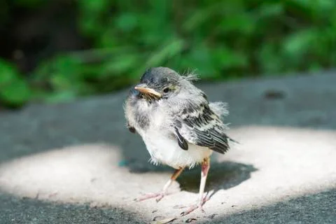 Little chick in glory Stock Photos