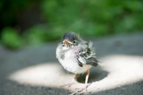 Little chick in glory Foto stock