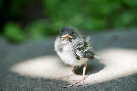 Little chick in glory Stock Photos