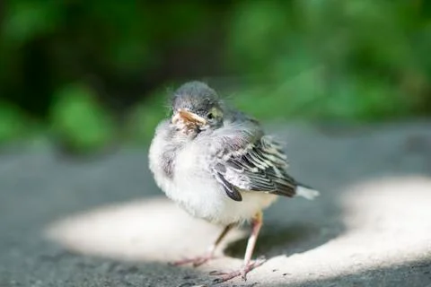 Little chick in glory Stock Photos