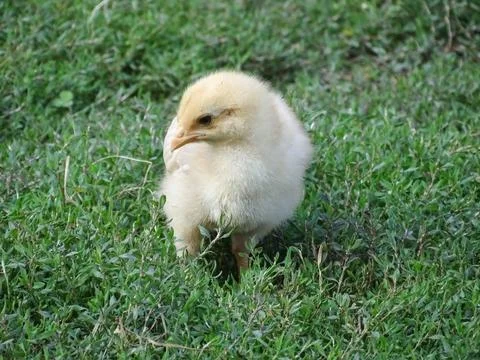 Little chick in the grass Stock Photos