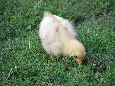 Little chick in the grass Fotos de archivo