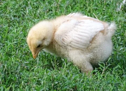Little chick in the grass Fotos de archivo