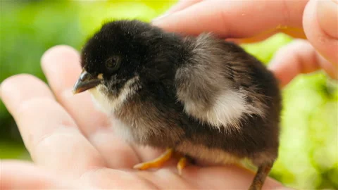 Little chick in hand. Close-up Stock Footage 91446232
