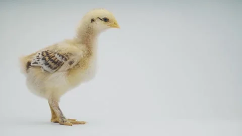 Little chick isolated on white background Stock Footage 278644806