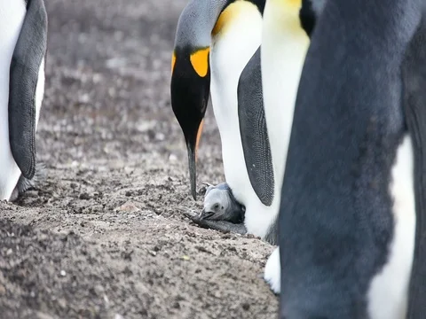 A little chick of King penguin on a paws of a adult Stock Footage