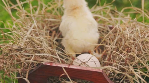 Little chick in the nest Stock Footage 211992903