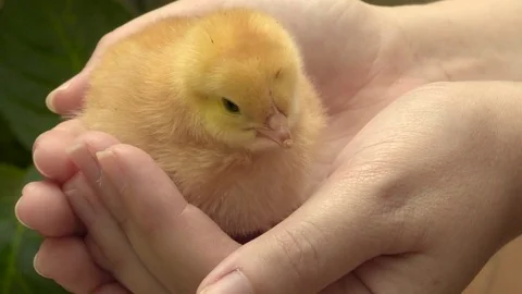 Little chick peeping while perched in the hands of a woman Video stock 77773506