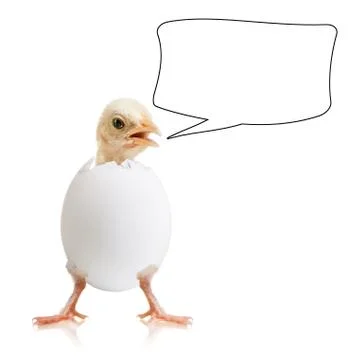 Little chick Stock Photos