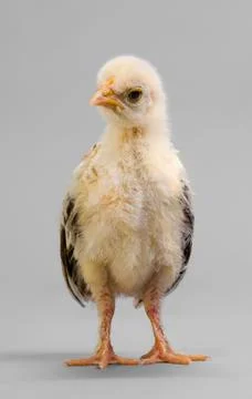 Little chick Foto stock