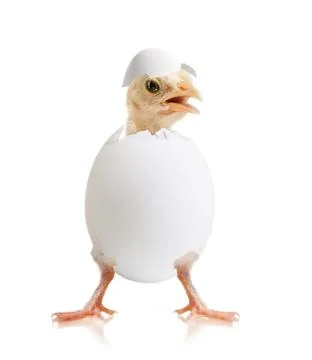 Little chick Stock Photos