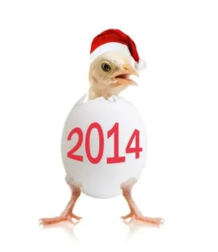 Little chick Foto stock