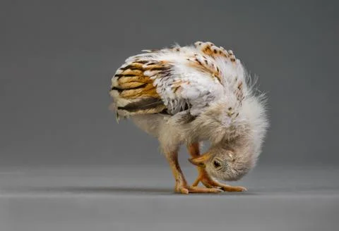 Little chick Foto stock
