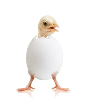 Little chick Stock Photos