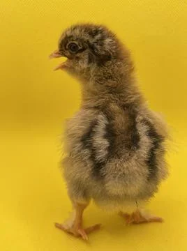 Little chick Foto stock