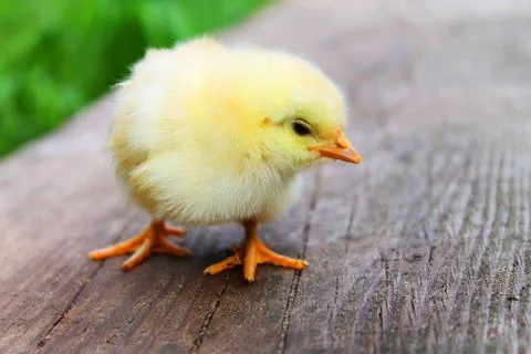 A little chick Stock Photos