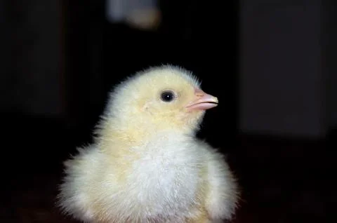 The Little Chick Stock Photos