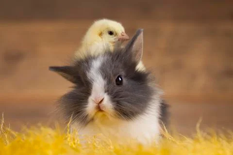 Little chick on rabbit Free Stock Photos