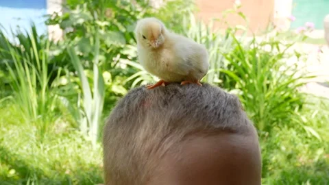 A little chick sits on the head of a boy in the village Stock Footage 158017009