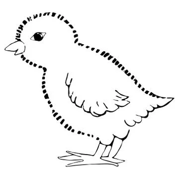 Little chick. vector illustration Drawing by hand. Stock Illustration
