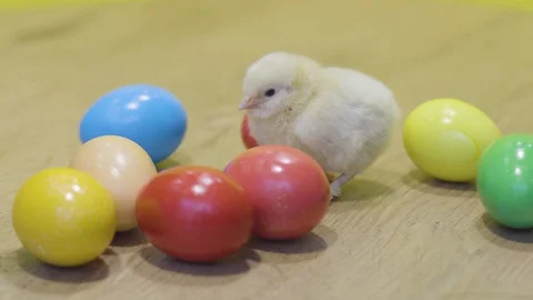 Little chicken and easter eggs on wooden background. Fluffy chick. Little bird Stock Footage 127638966