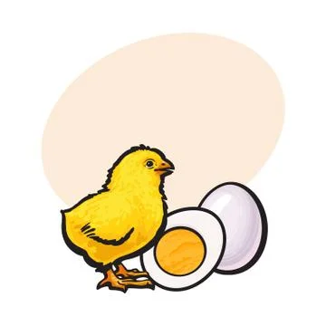 Little chicken with boiled, peeled egg, whole and cut in half Stock Illustration