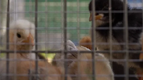 Little chicken in the cage Stock Footage 111748837