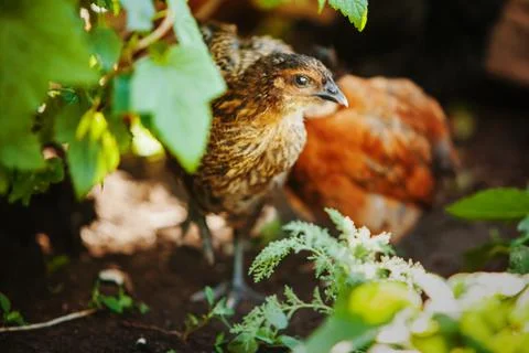 Little chicken in green foliage. Small hen or cock walking. Stock Photos