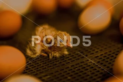 Little Chicken in an incubator among eggs. Stock Photos