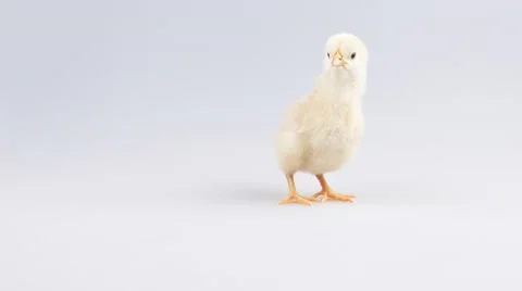 Little chicken looking around Stock Footage 52263607