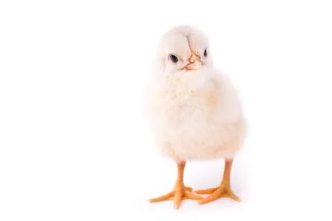 Little chicken looks curios Stock Photos