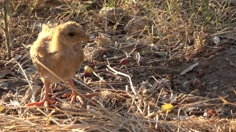 The little chicken loses the grape Video stock 147360197