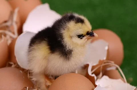 Little chicken in the nest.  easter Foto stock