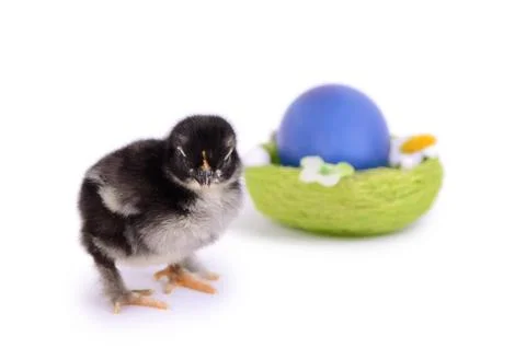 Little chicken in the nest.  Easter Stock Photos